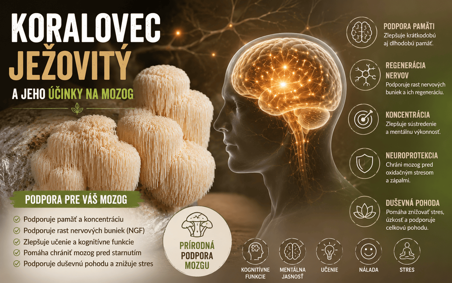 Koralovec ježovitý a jeho účinky na mozog