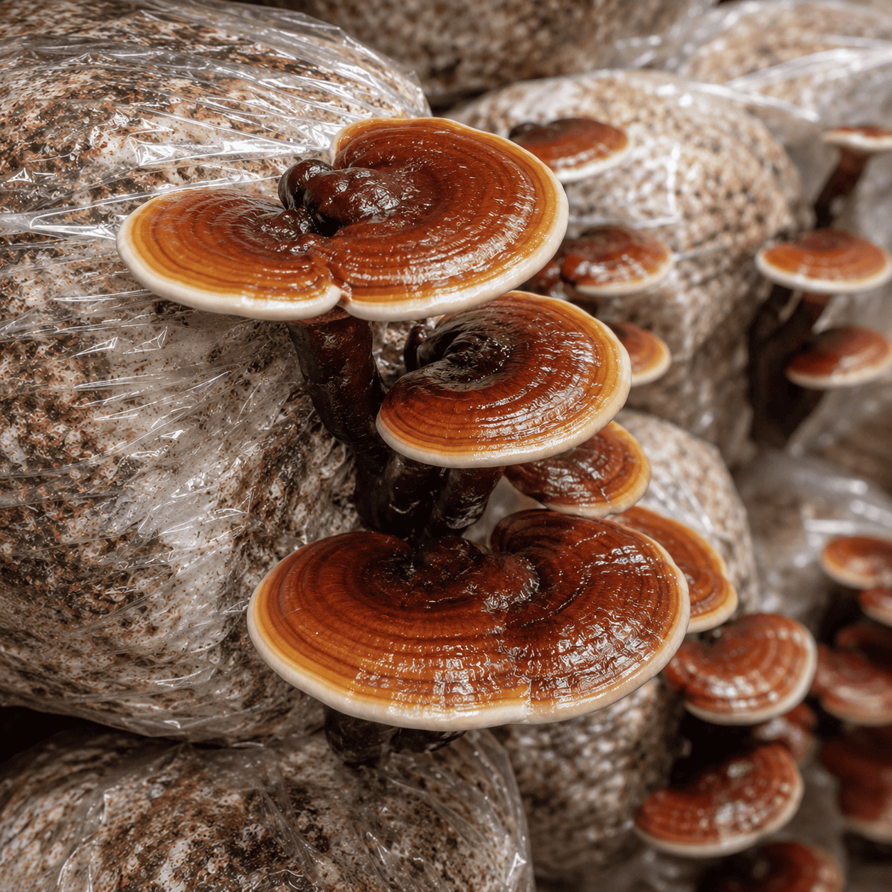 Reishi